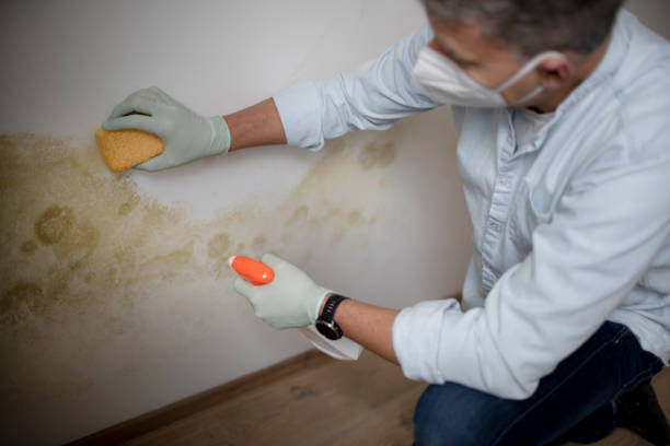 Best Commercial Mold Removal  in Glendora, CA