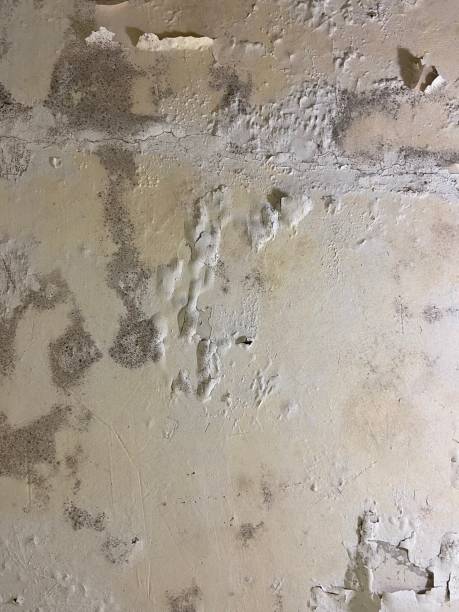 Mold Removal and Inspection in Glendora, CA