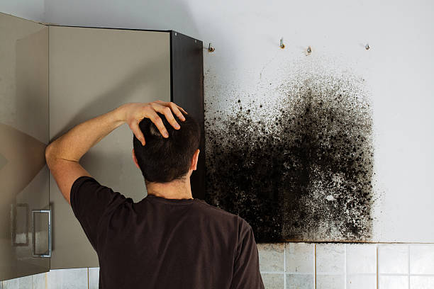 Office Mold Removal Services in Glendora, CA
