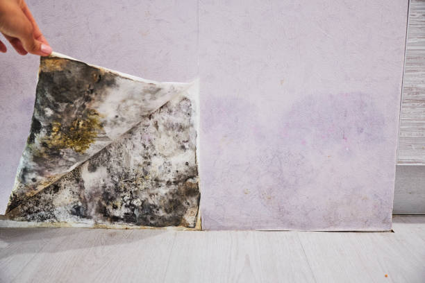 Best Attic Mold Removal  in Glendora, CA